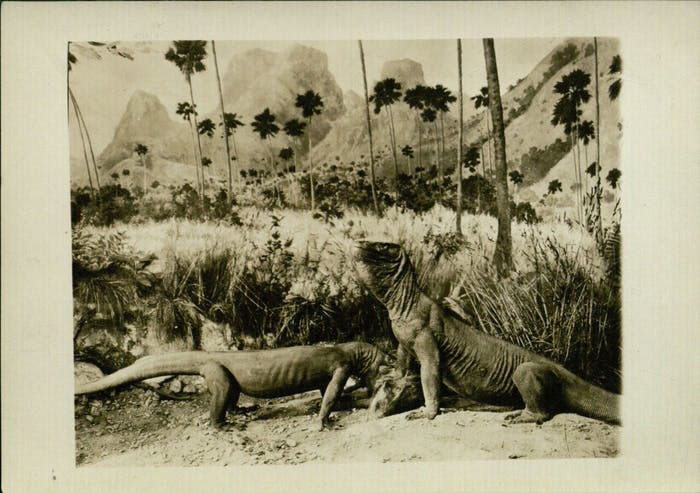 a-photograph-of-komodo-dragons-from-the-expedition.jpg