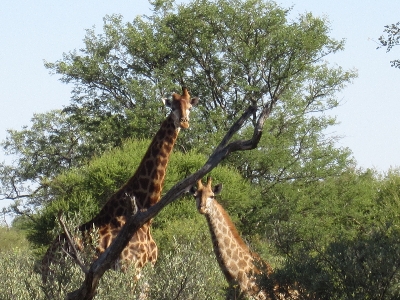 Africa 2012 308.JPG