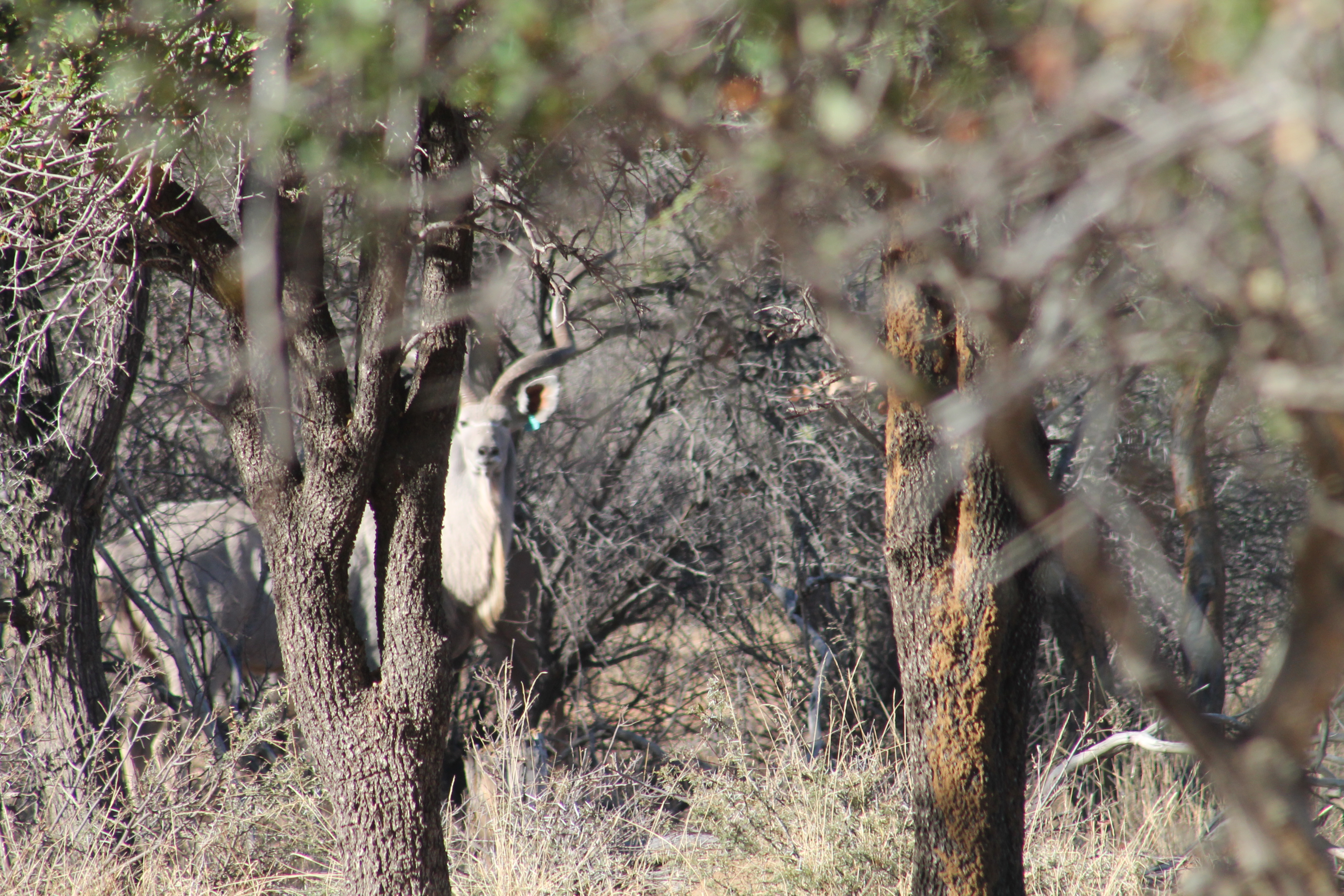 Africa Pictures 2 053.jpg