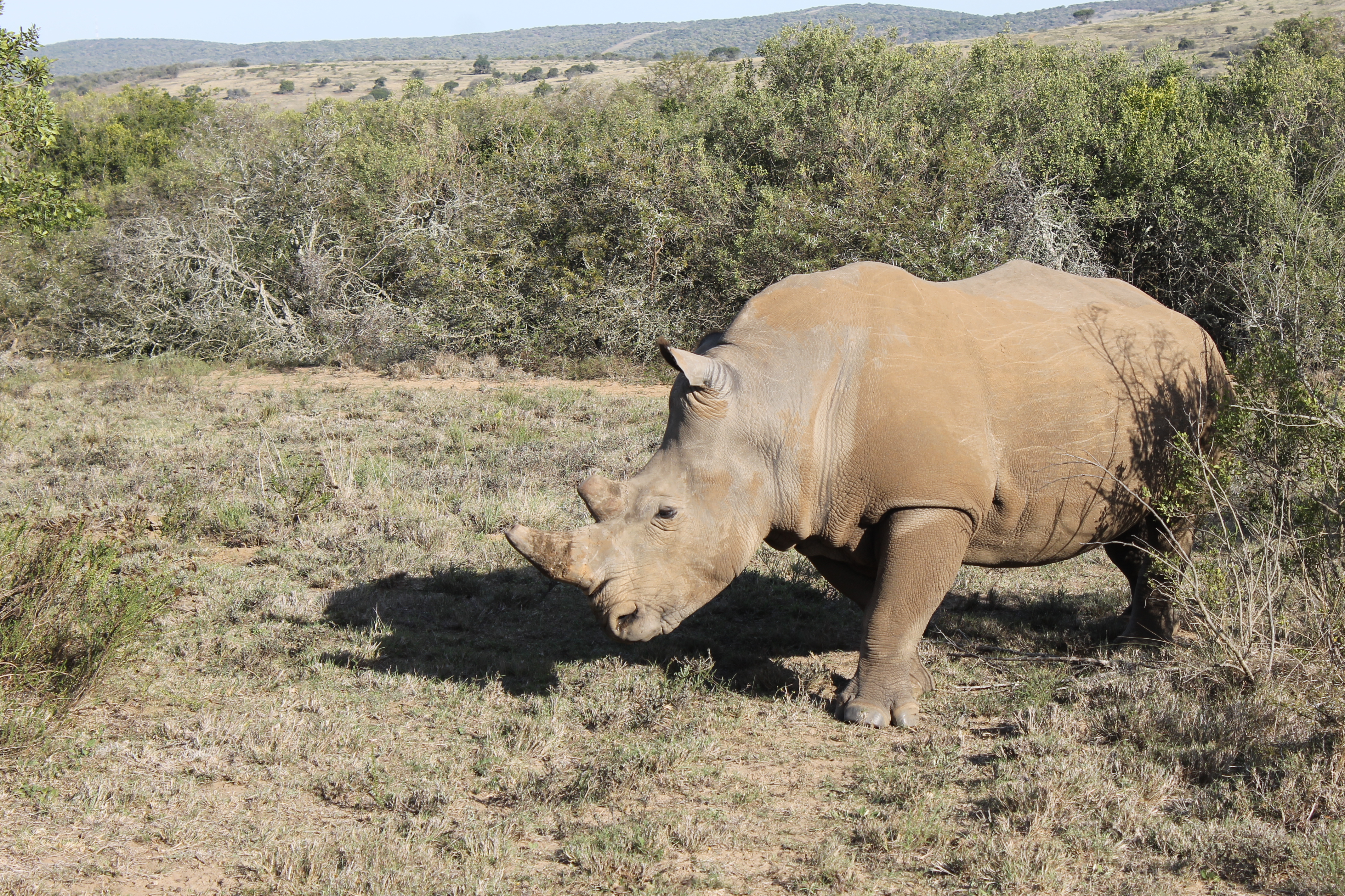 africaday6schotiasafari 017.JPG