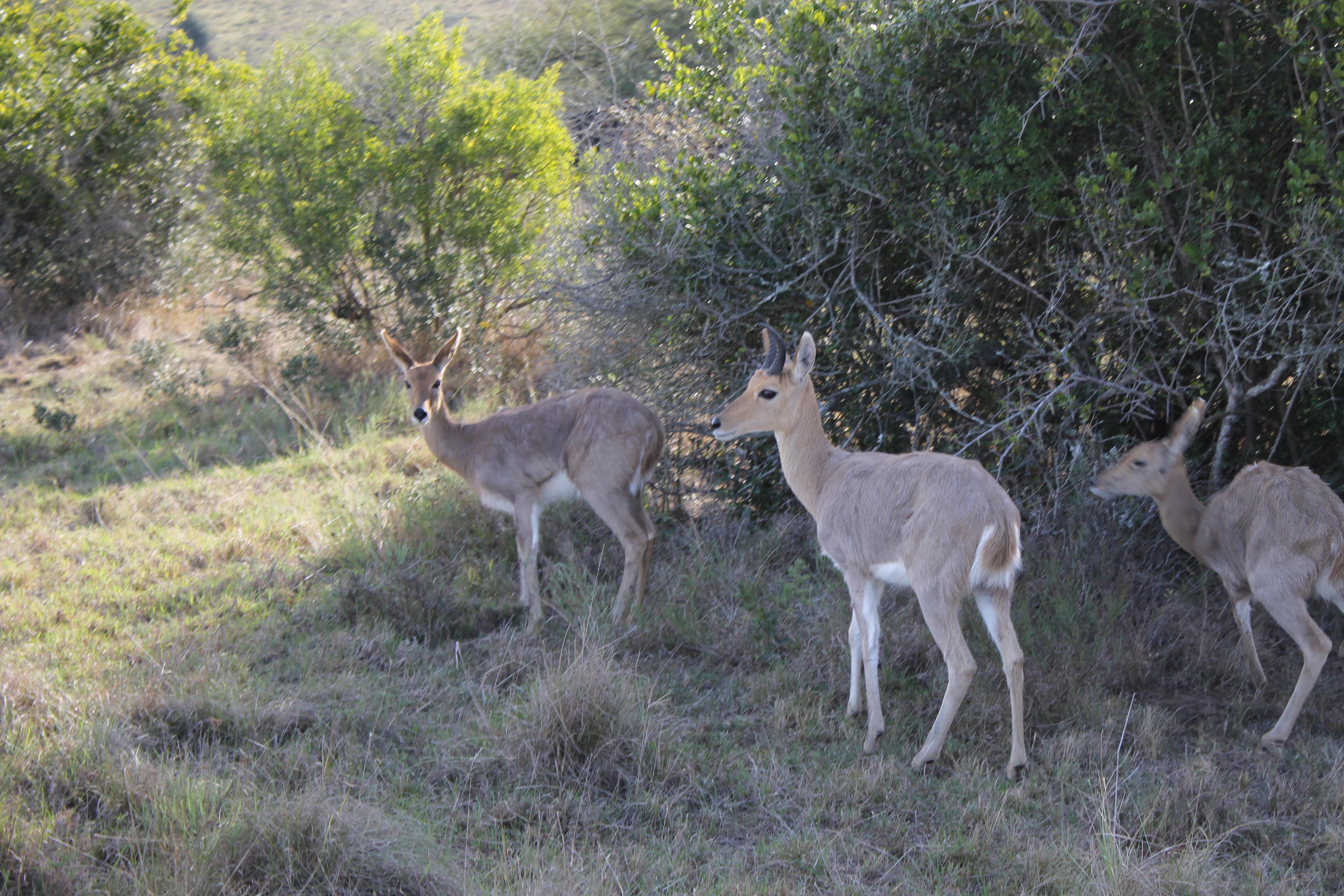 africaday6schotiasafari 032.JPG