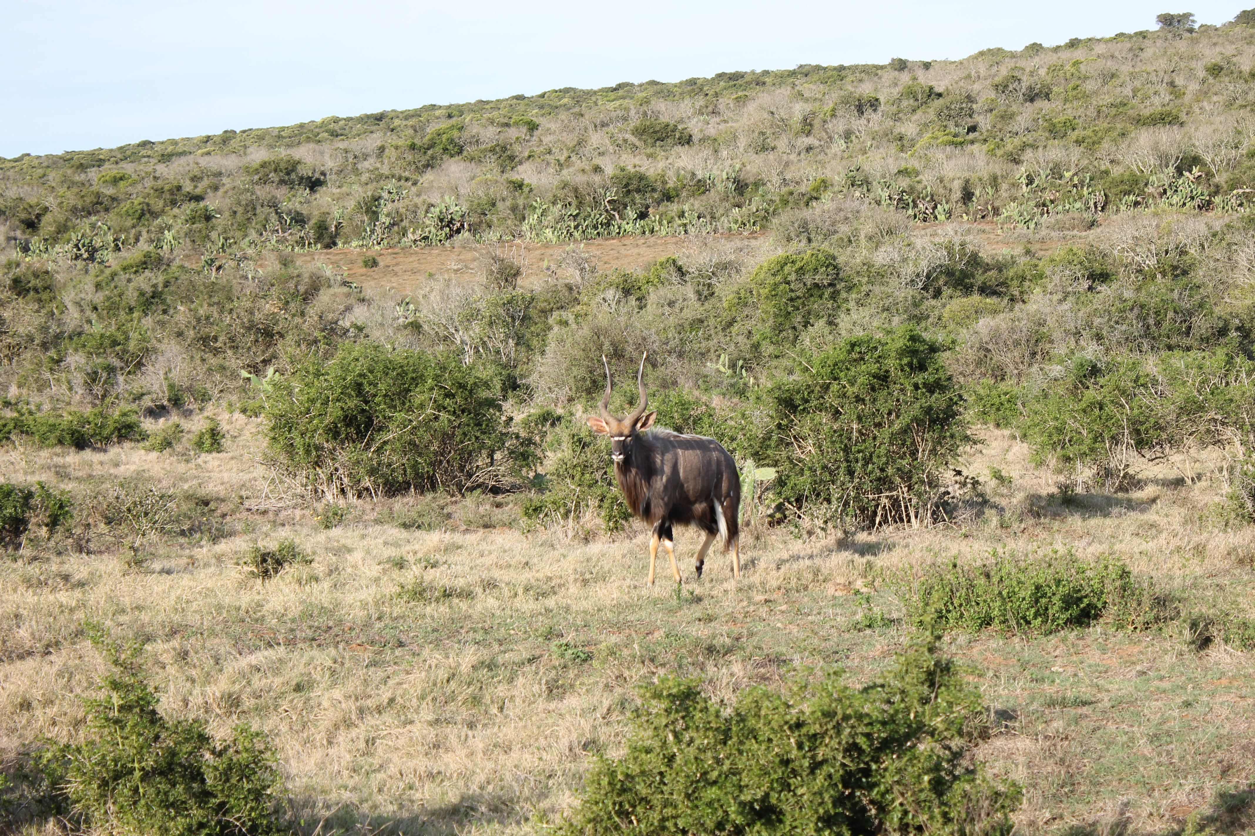 africaday6schotiasafari 055.JPG