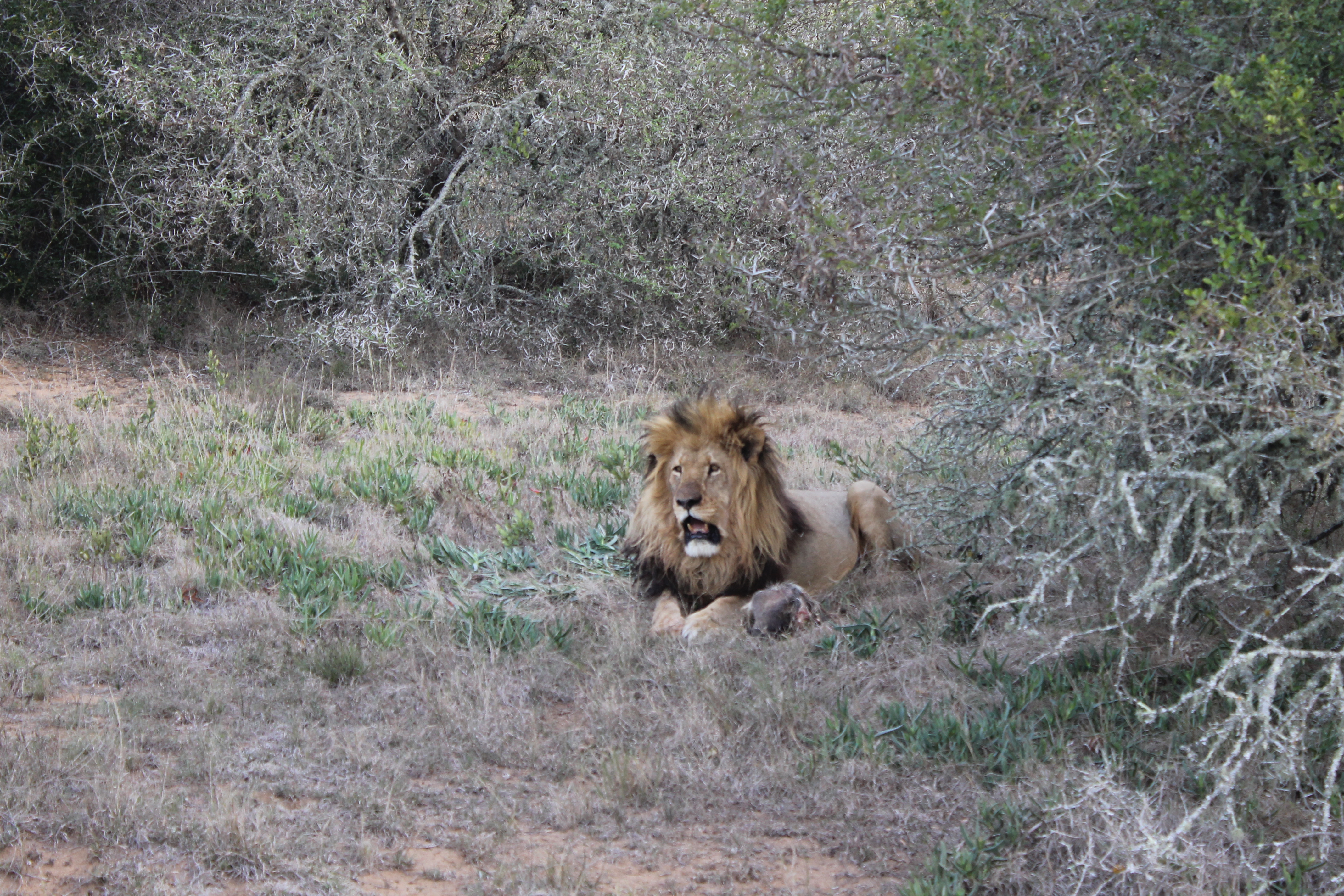 africaday6schotiasafari 076.JPG