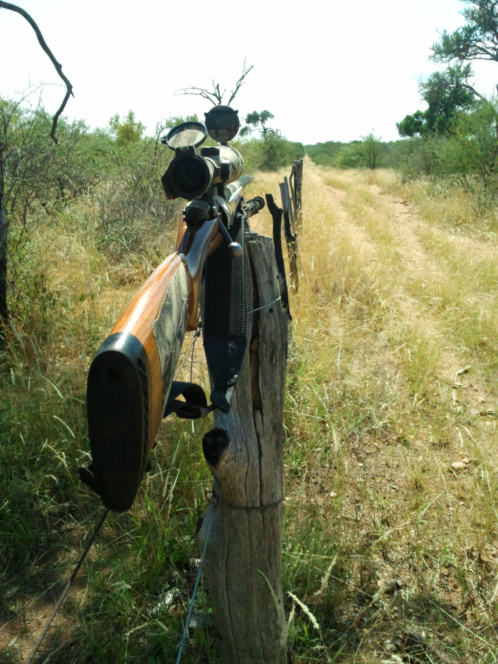 African bushveld had good rain.jpg