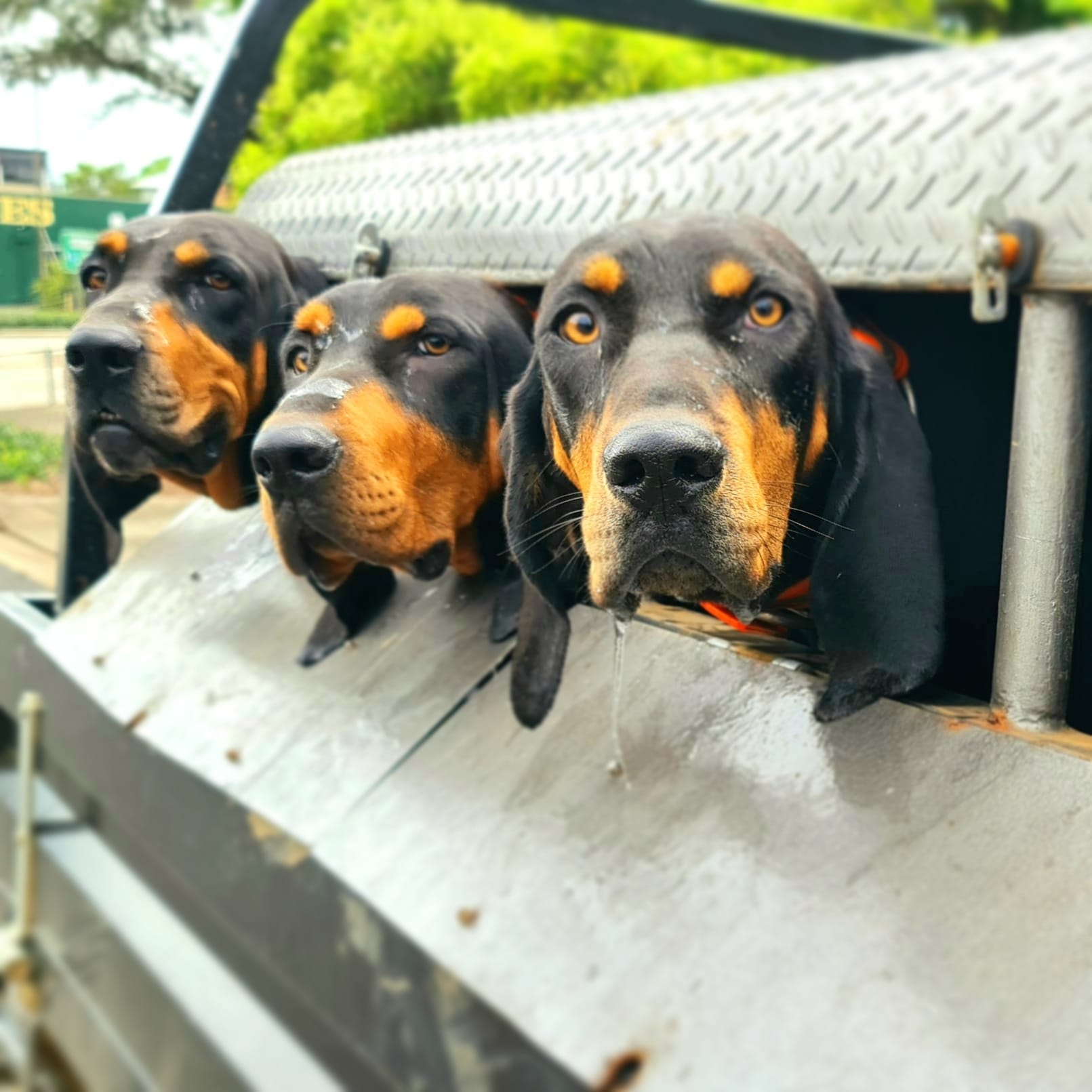 African Leopard hounds.jpg