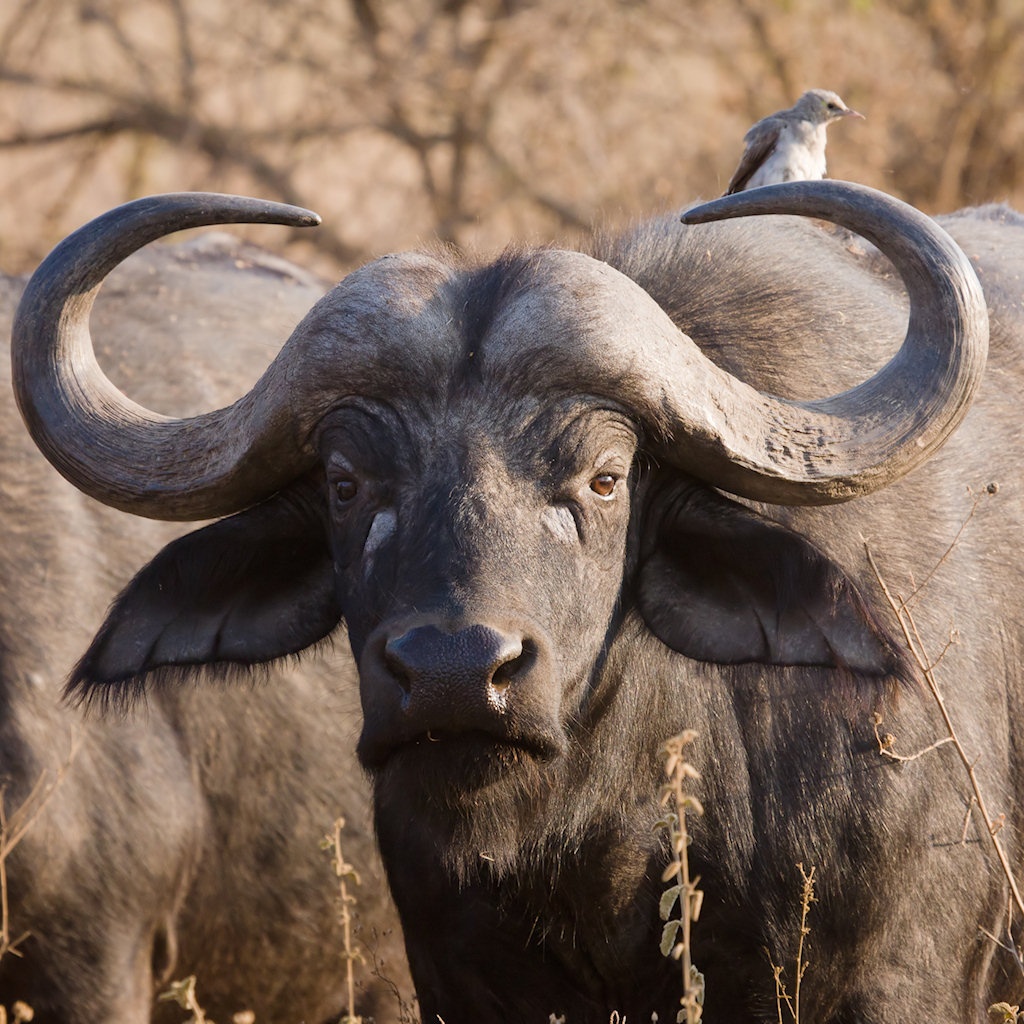 african_buffalo_wallpaper-1024x1024.jpg