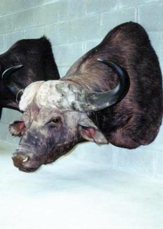 African_Cape_Buffalo_2.jpg