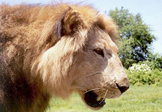 AfricanLion-BarbaryLionMount-15-Outdoors'98Sft-A.jpg