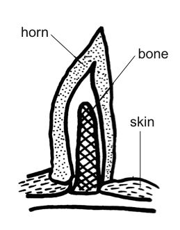 Anatomy_and_physiology_of_animals_A_horn.jpg