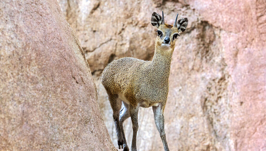 animal-hero-klipspringer_0.jpg