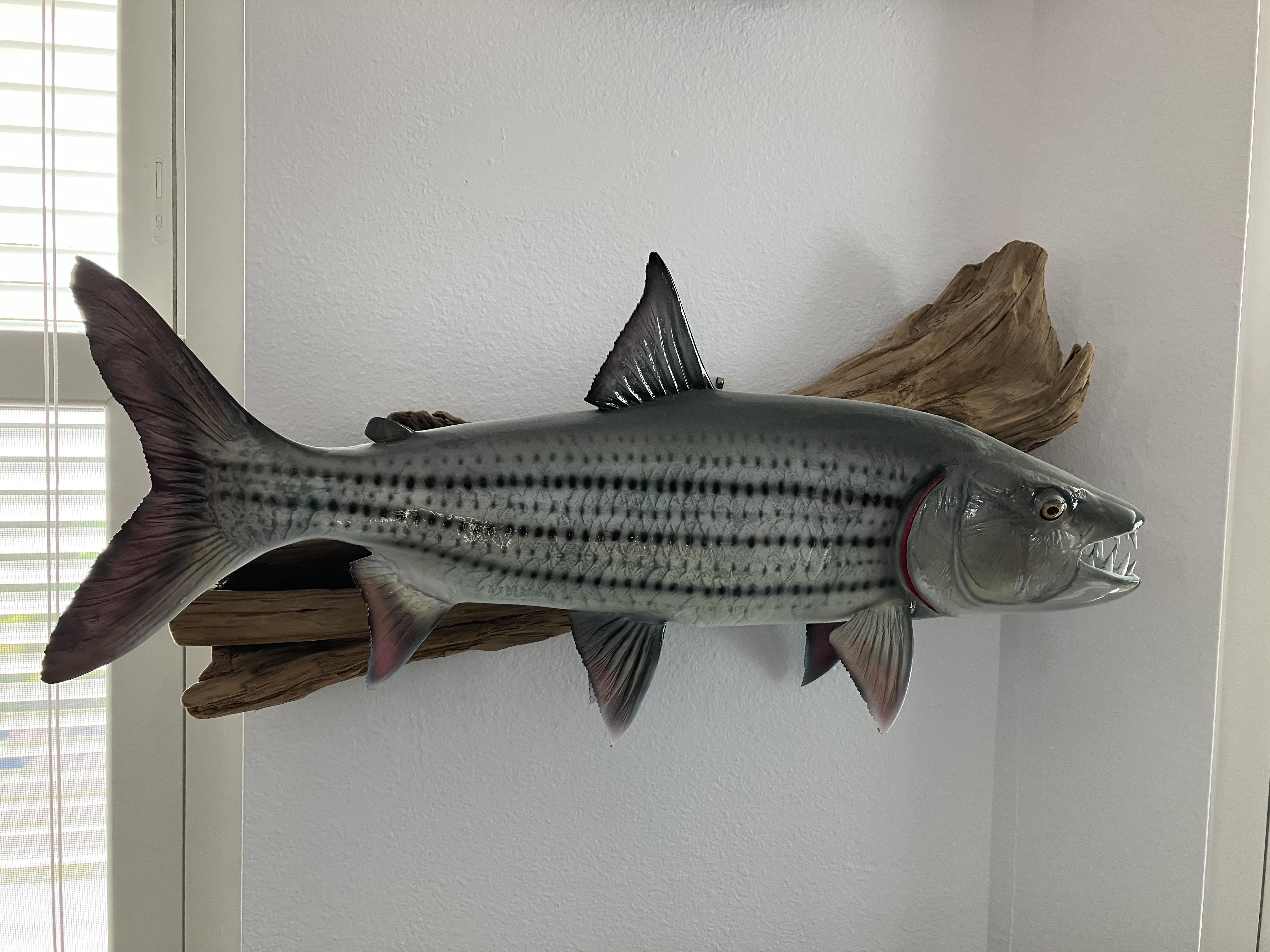 Ann Tigerfish Mount.jpg