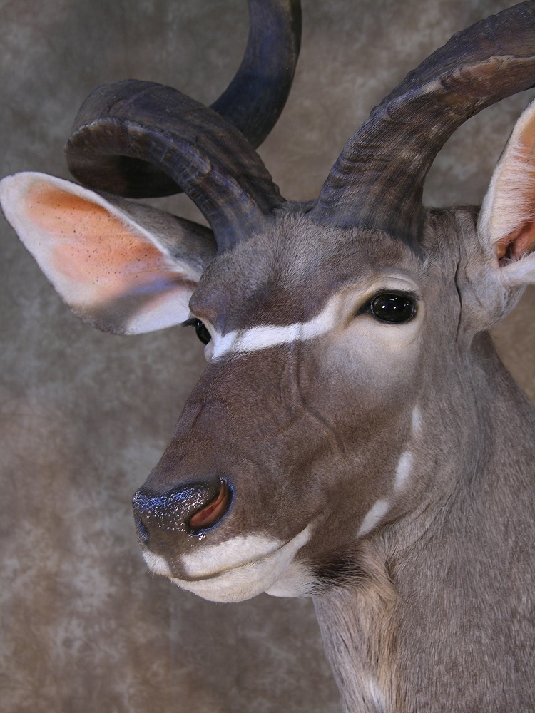 Ann_Kudu_4.jpg