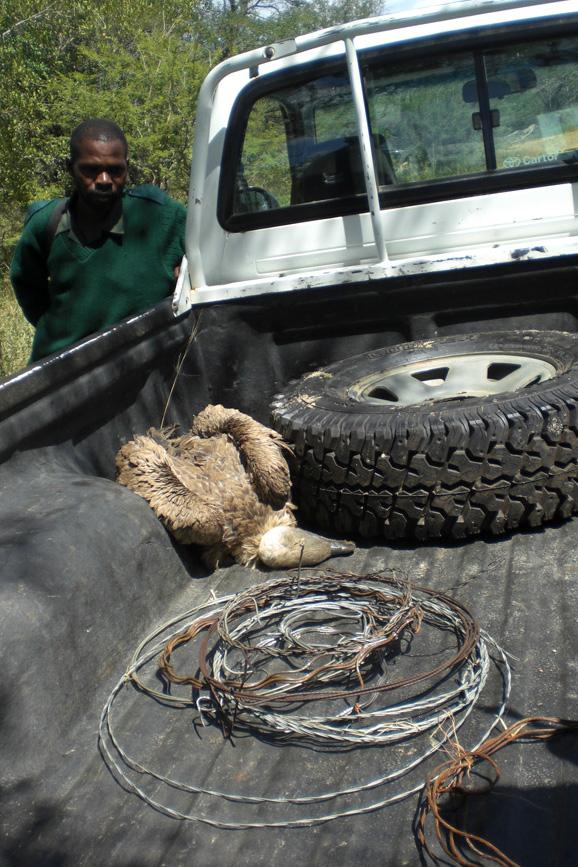 anti-poaching-dead-bird-and-snares1.jpg