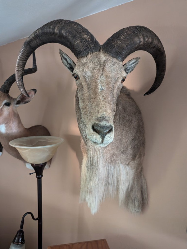 Aoudad.jpg