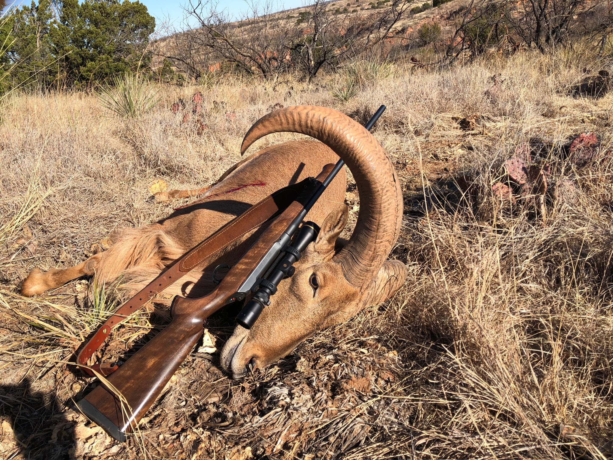 Aoudad Numero Uno.jpg