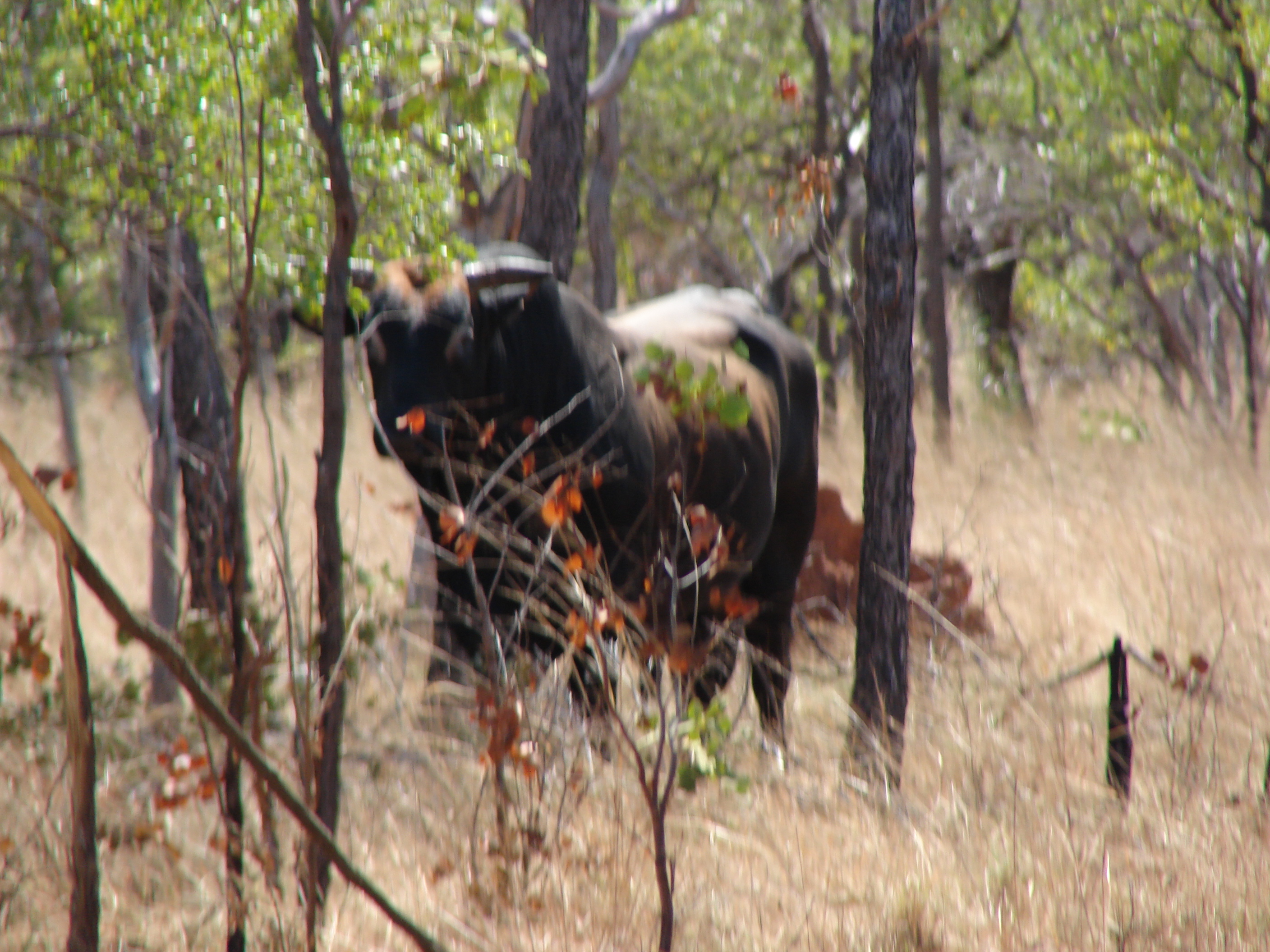 Arnhem Land 090.jpg