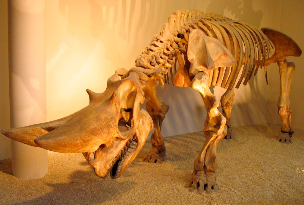 Arsinoitherium_zitteli.jpg