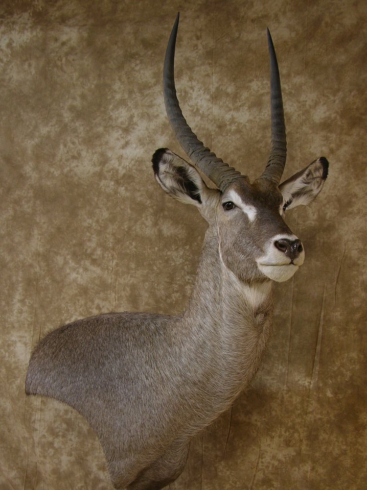 Aspen_waterbuck_1.jpeg