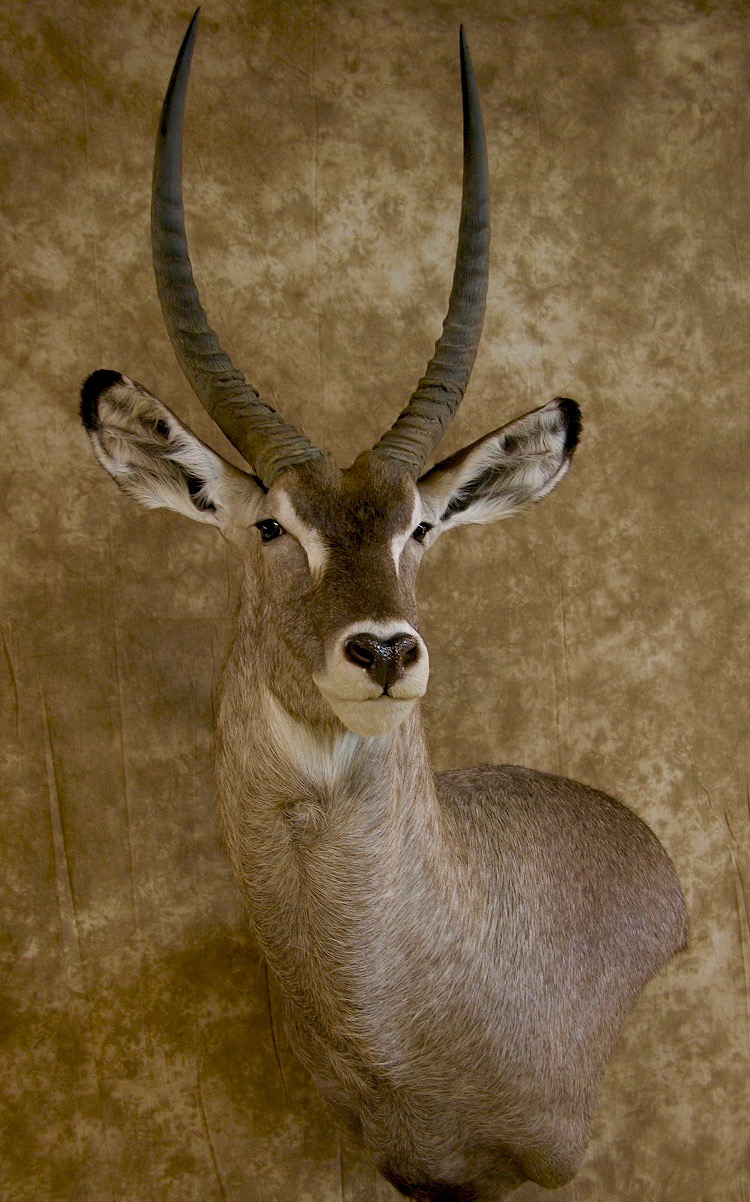 Aspen_waterbuck_2 (2).jpg