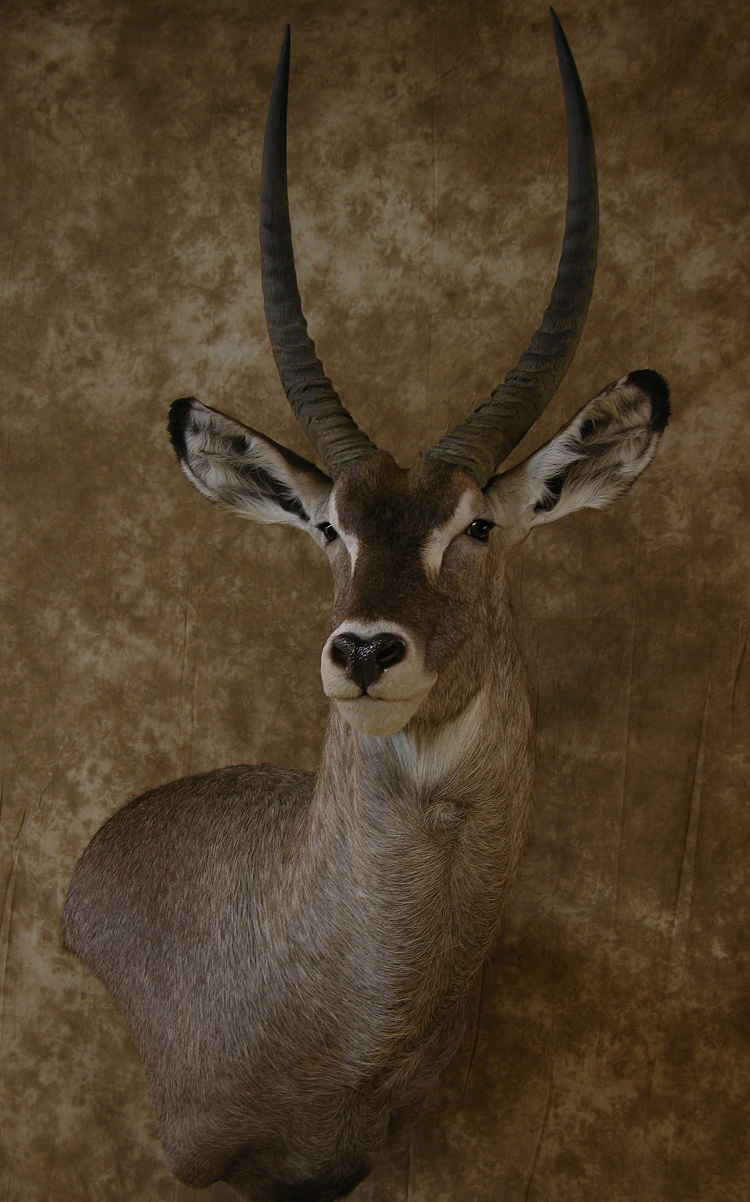 Aspen_waterbuck_2.jpeg