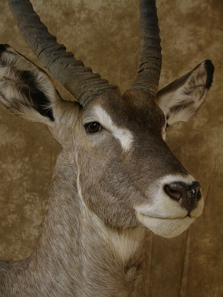 Aspen_waterbuck_4.jpeg