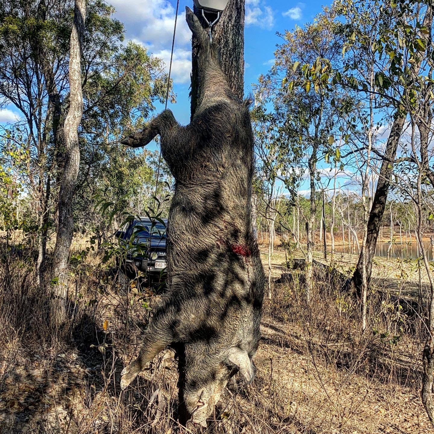 Aussie Boar Hunting 3.JPG