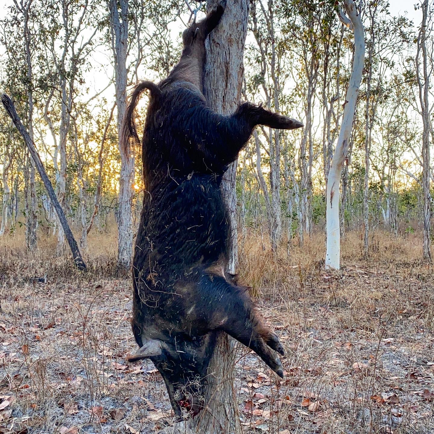 Aussie Boar Hunting 4.JPG