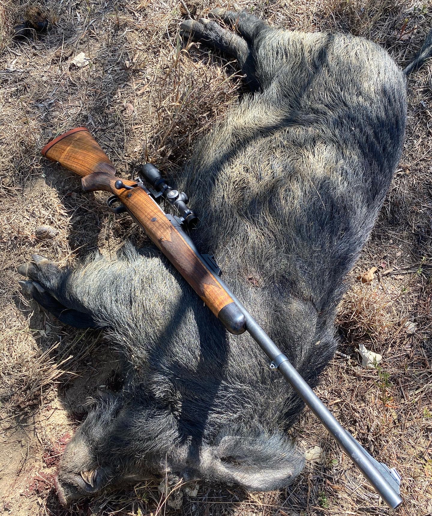 Aussie Boar Hunting 5.JPG