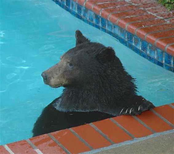 Bär im Pool.jpg