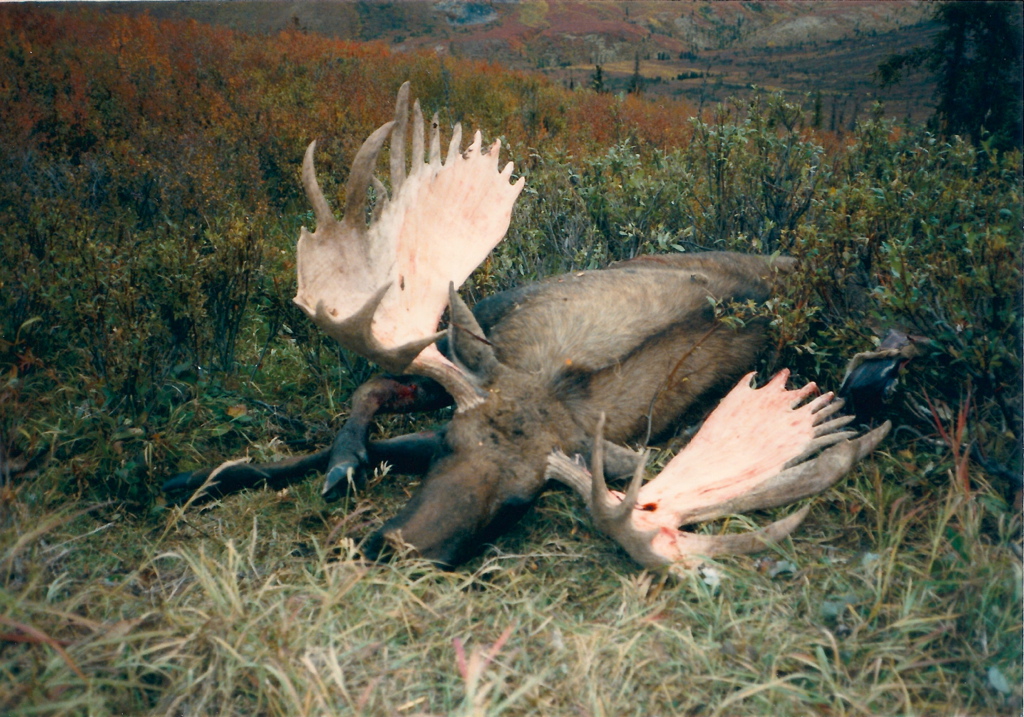 B&C Alaska-Yulon Moose.jpg