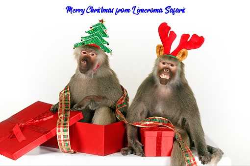 baboon_xmas.jpg