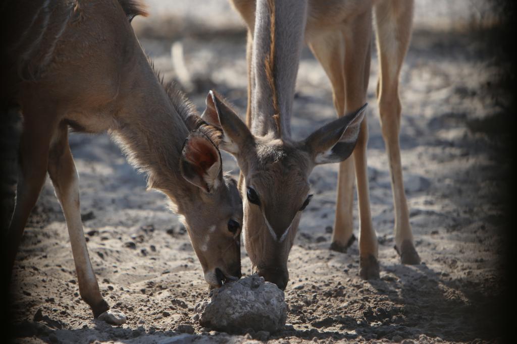 babykudu_zps367e065d.jpg