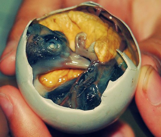 balut-1.jpg