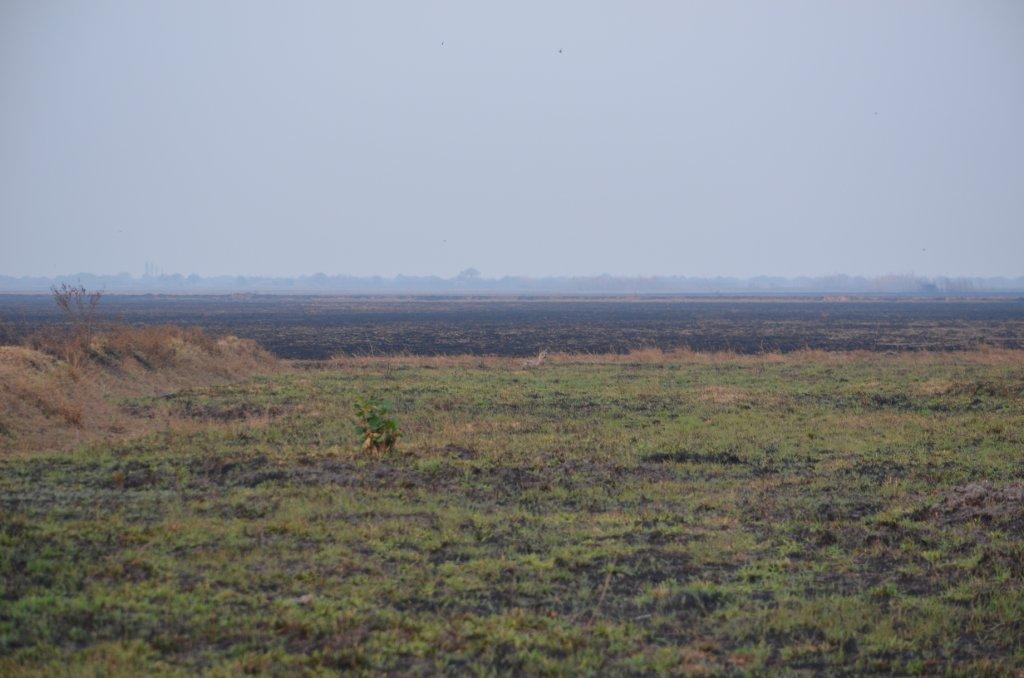 Bangweulu Jackal and Weir.jpg