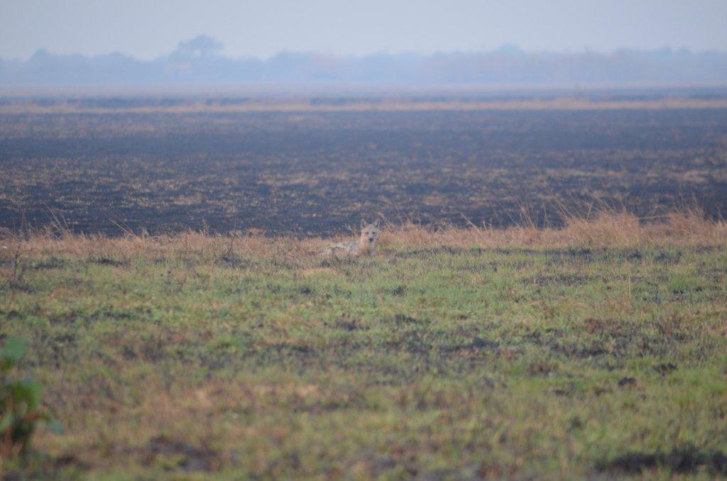 Bangweulu Jackal.jpg