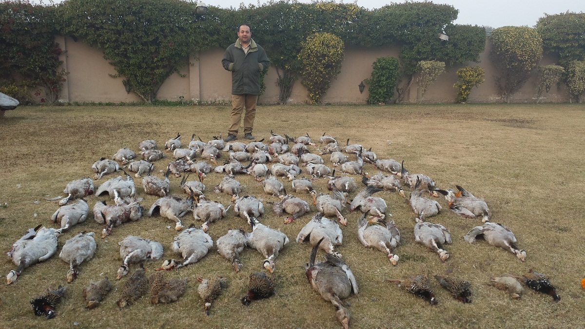 Barheaded Goose, Partridge 2014.jpg