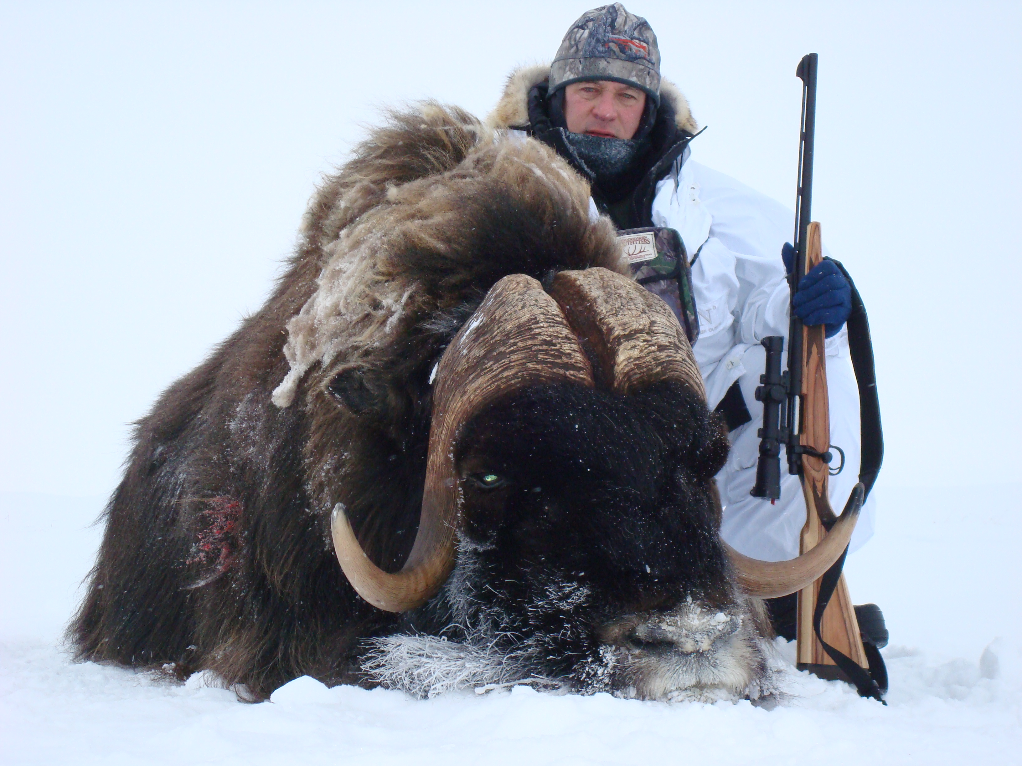 Barrenground Musk Ox.JPG