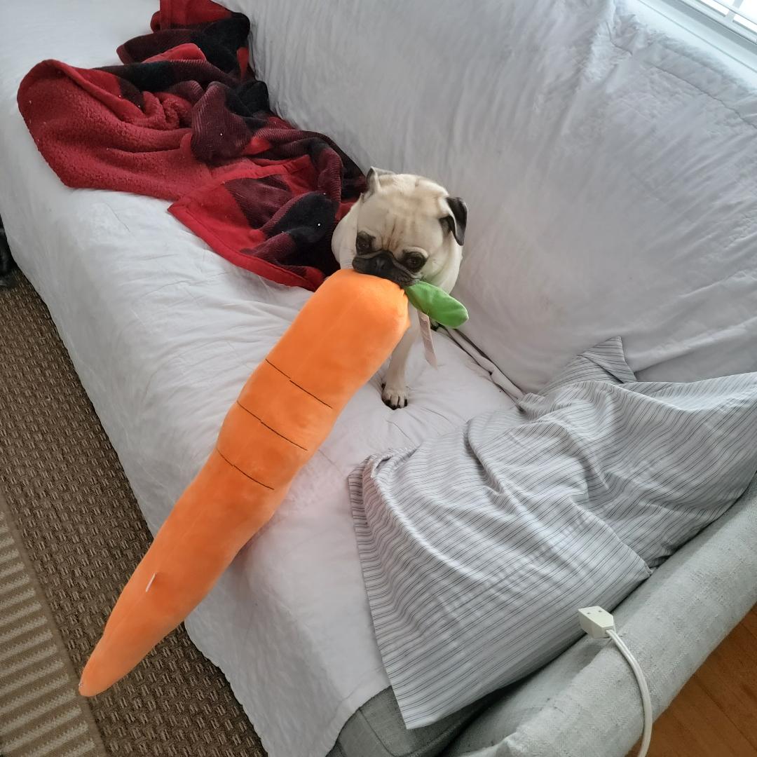 basil giant carrot.jpg