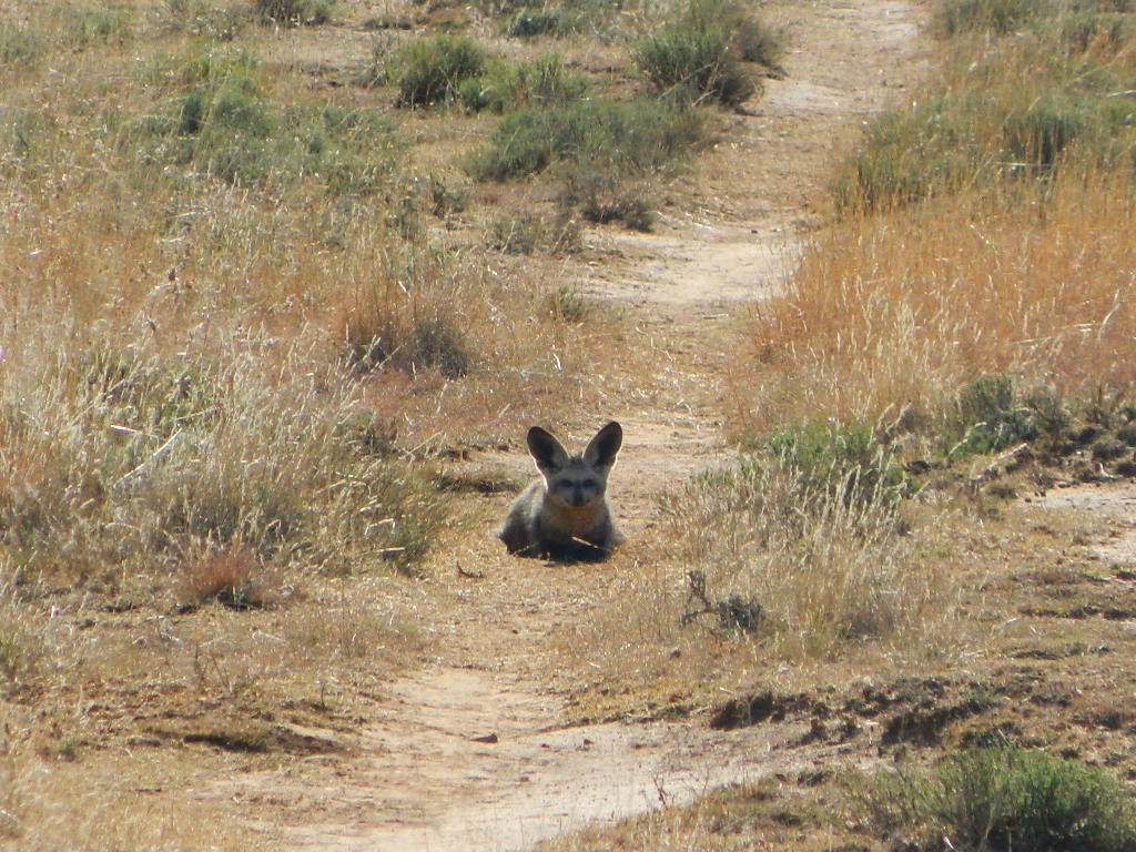 Bat Eared Fox.JPG