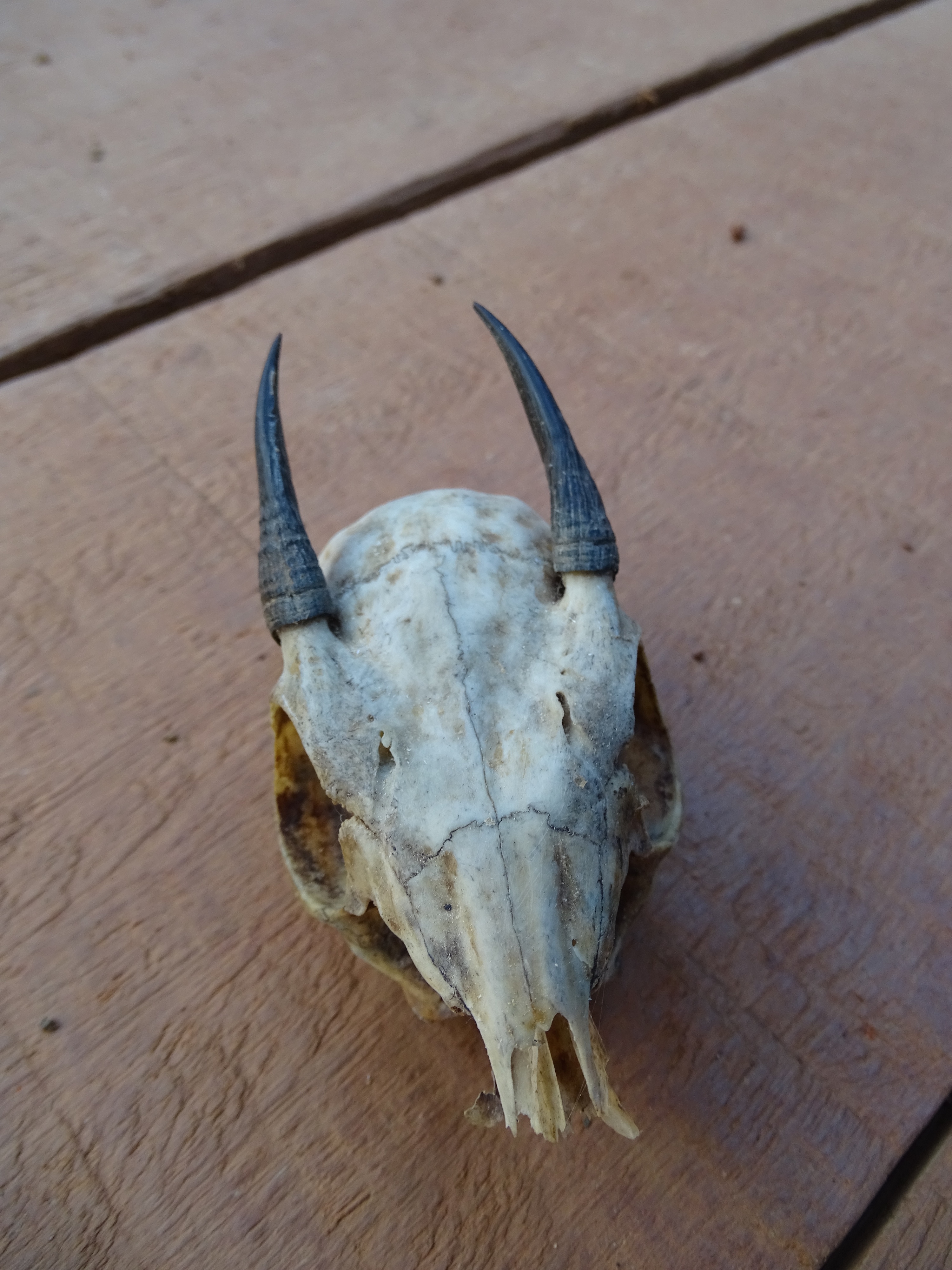 bates antelope skull.jpg