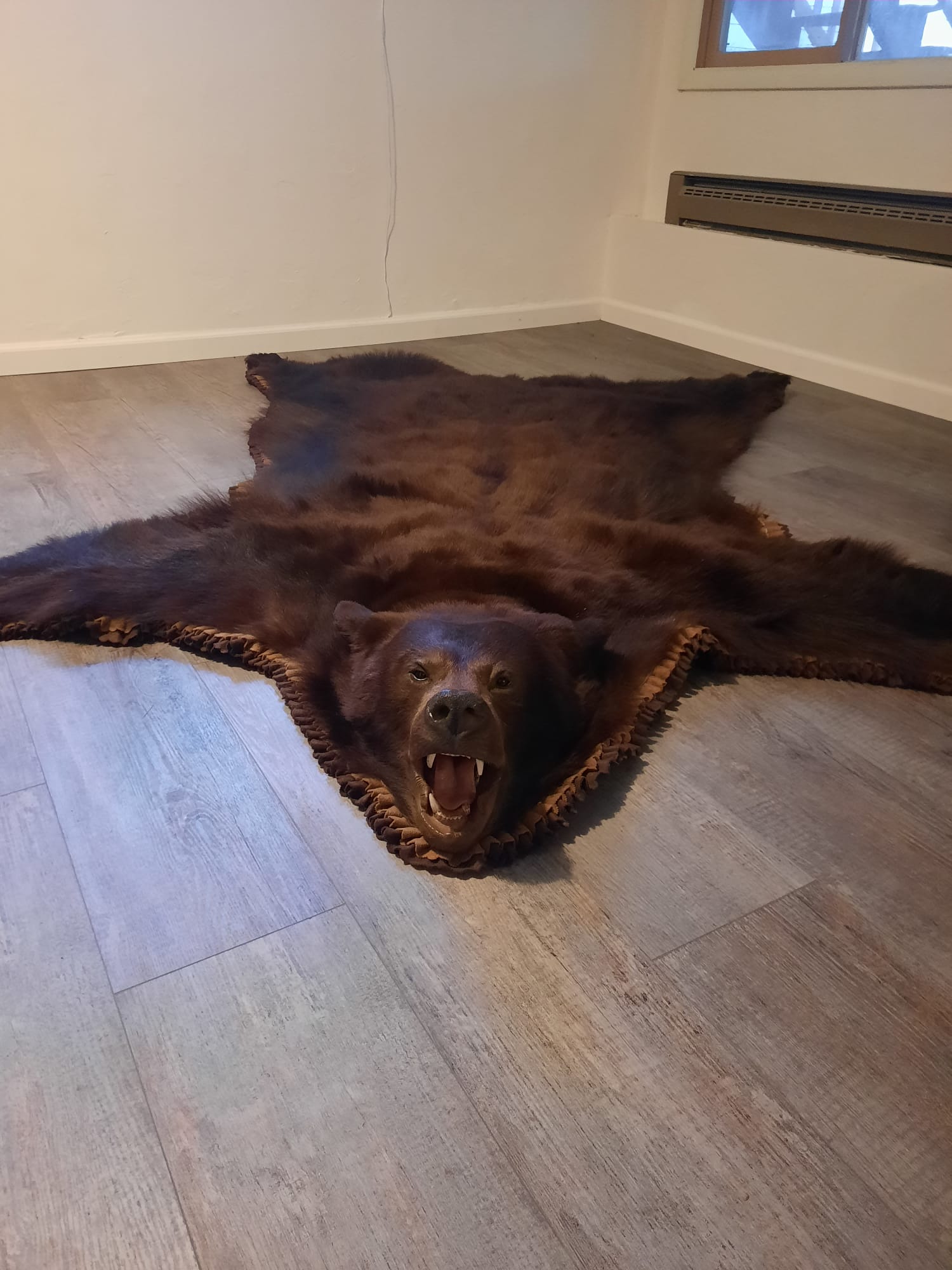 bear2.jpg