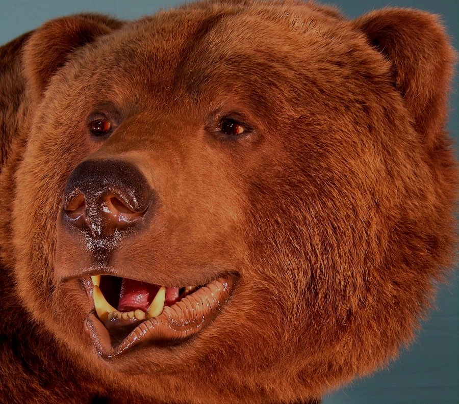 Bear_2-Copy.jpg