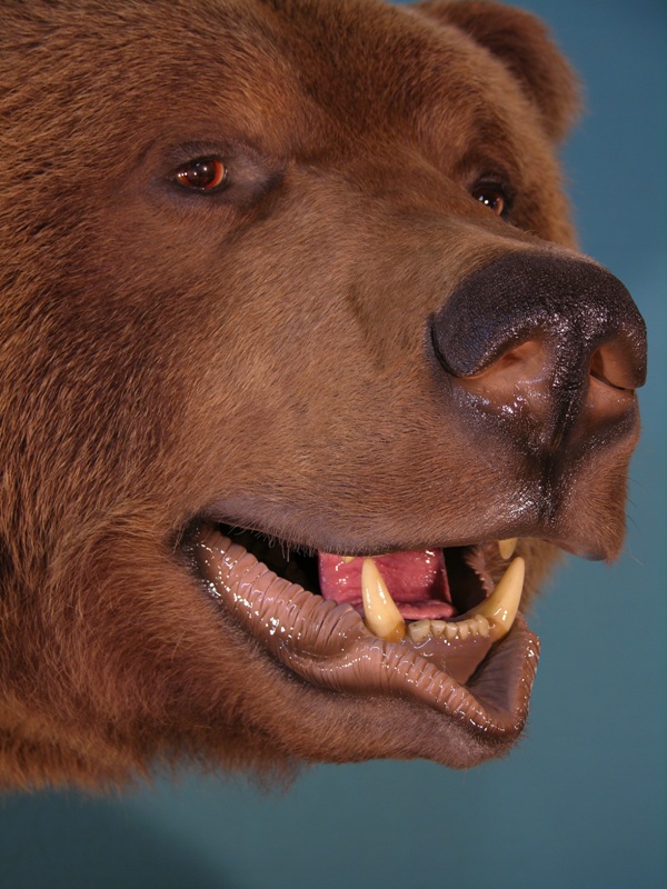 Bear_3-Copy.jpg