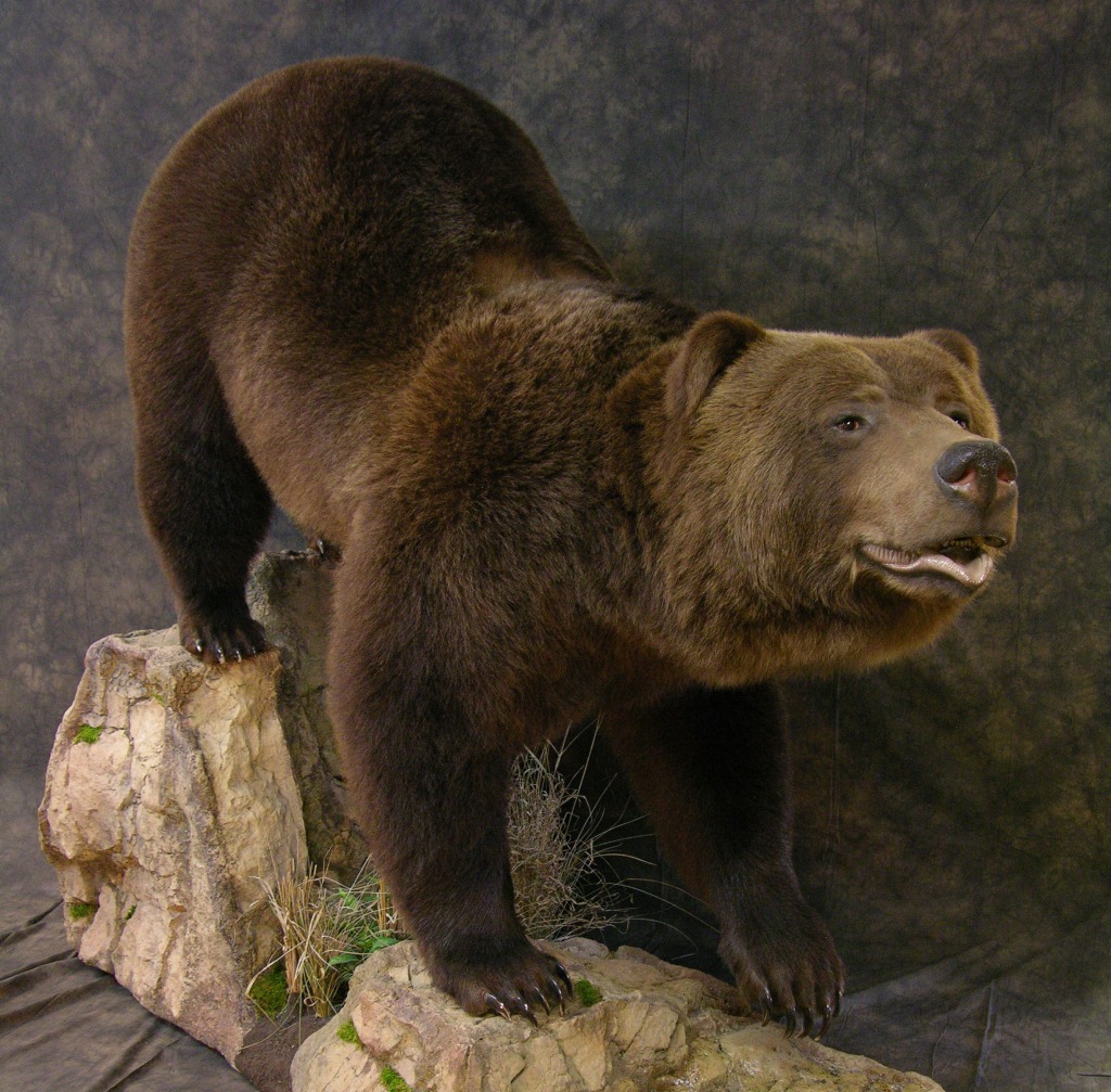 Bear_5-Copy.jpg