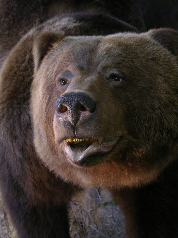 Bear_6.jpg