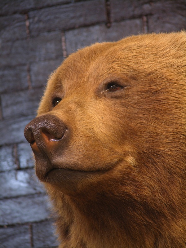 Bear_8.jpg