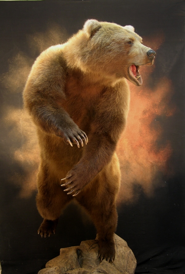 Bear_xxxxxxxxxxxx.jpg