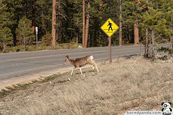 Beware of people crossing the road.jpg