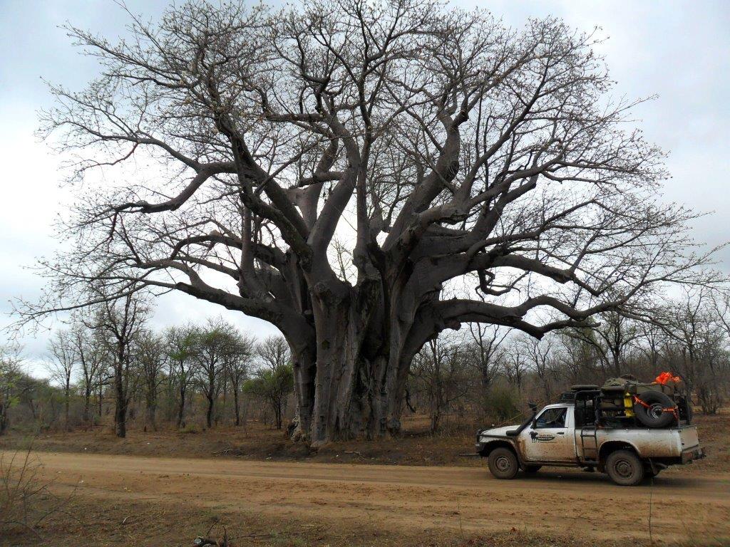 big baobab chiredzi zimbabwe.jpg