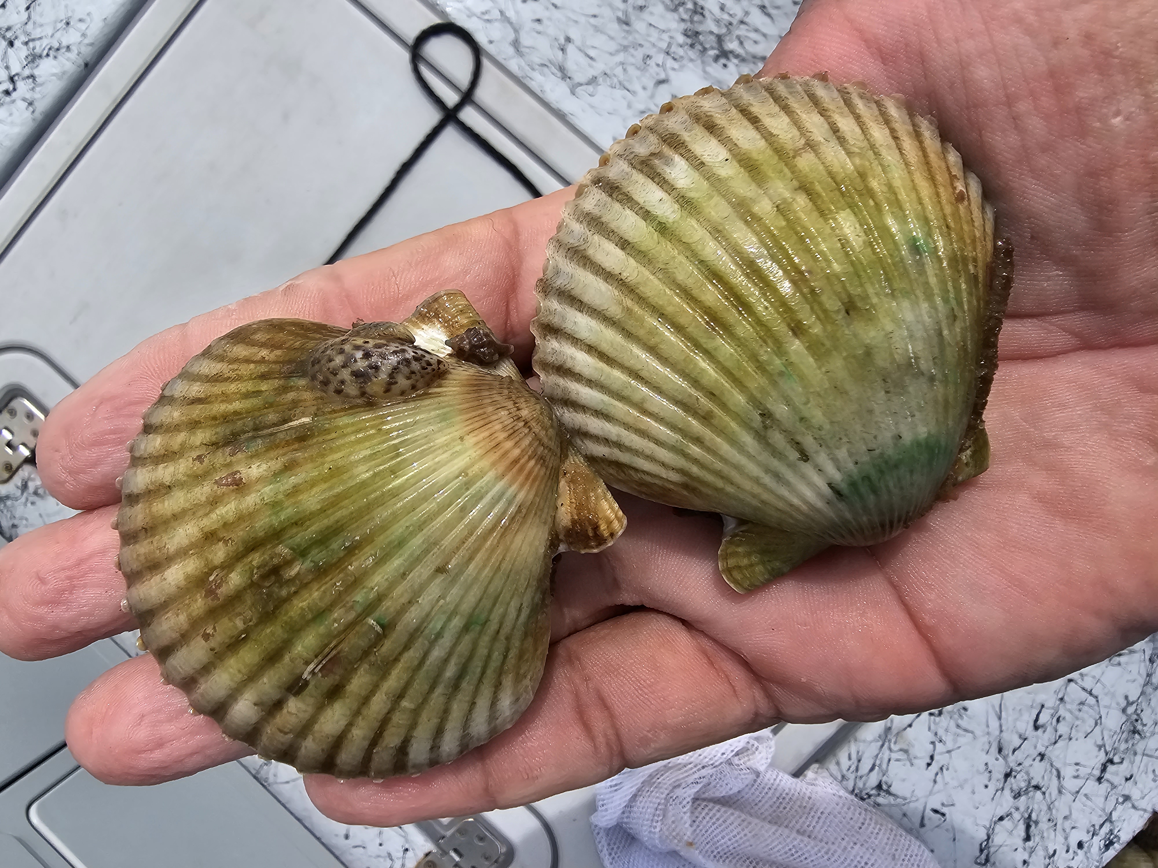 big scallops.jpg